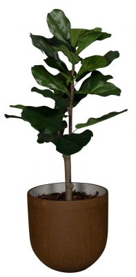 Medewi Lyrata (Ficus) Artificial Plant Tanaman  